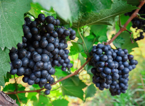 Bunch of grape on branch in vineyard