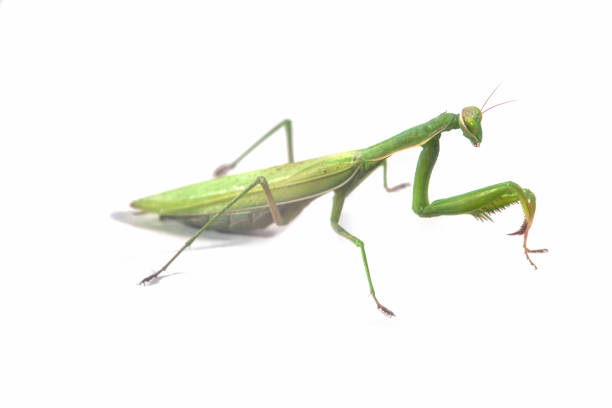 istock European Mantis or Praying Mantis, Mantis religiosa, on isolated white background 1027838806
