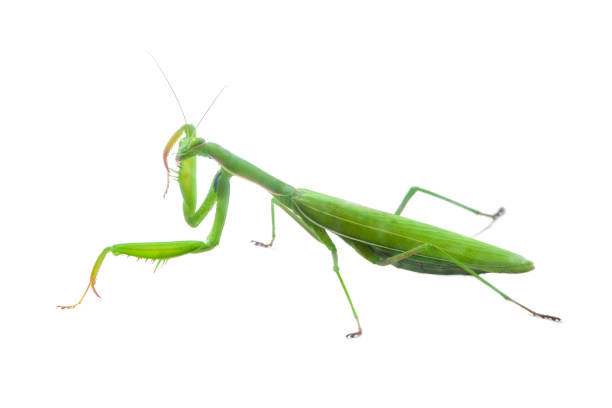 istock European Mantis or Praying Mantis, Mantis religiosa, on isolated white background 1027838840
