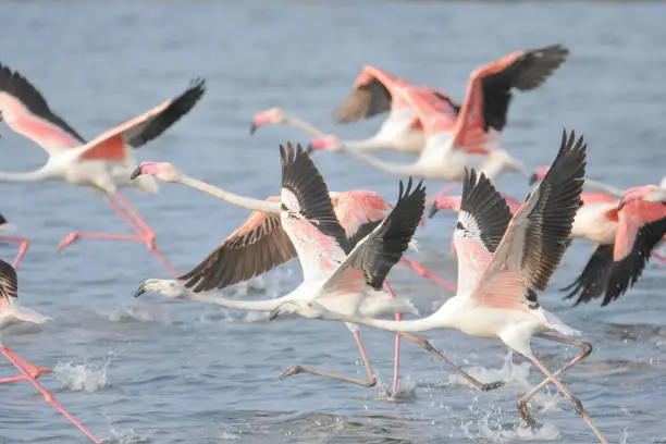 Photo of Phoenicopterus roseus.