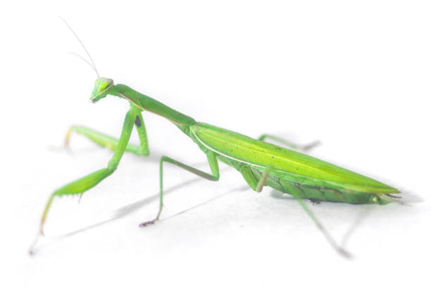 istock European Mantis or Praying Mantis, Mantis religiosa, on isolated white background 1027839180