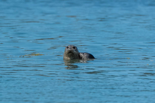 istock Harbor seal in California 1027841756
