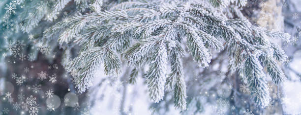 istock Fir branch on snow, Christmas winter postcard concept 1027841772