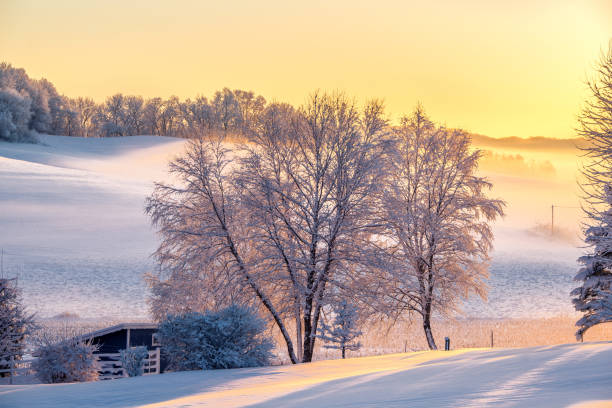 Winter landscape in Bavaria with trees and snow, wide fields covered with snow, in front of a blue sky