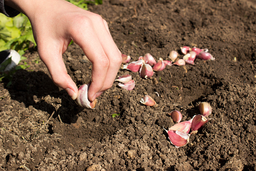 Planting garlic. The dumped soil, a bulb of garlic and the hand of a young man.