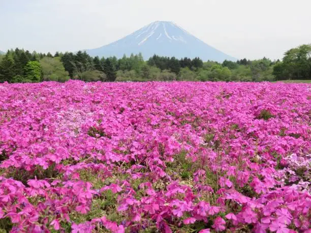 Carpet of pink flowers at Mount Fuji in the Spring
