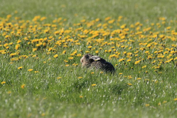 istock European brown hare (Lepus europaeus) 1027855338