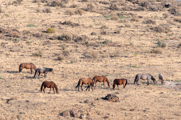 istock wild mustang horse herd grazing in Nevada desert 1027855994