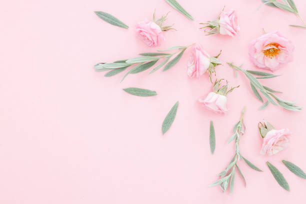 istock Beautiful pink roses heads on pink background 1027858936