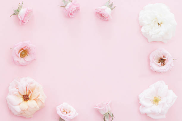 istock Beautiful pink roses heads on pink background 1027859004
