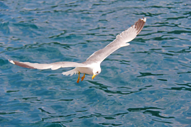 istock Single seagull in flight against the sea 1027864106