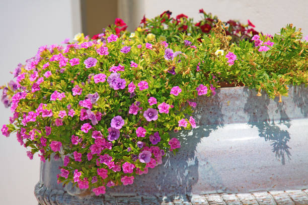 istock Small pink flowers in a pot 1027868244