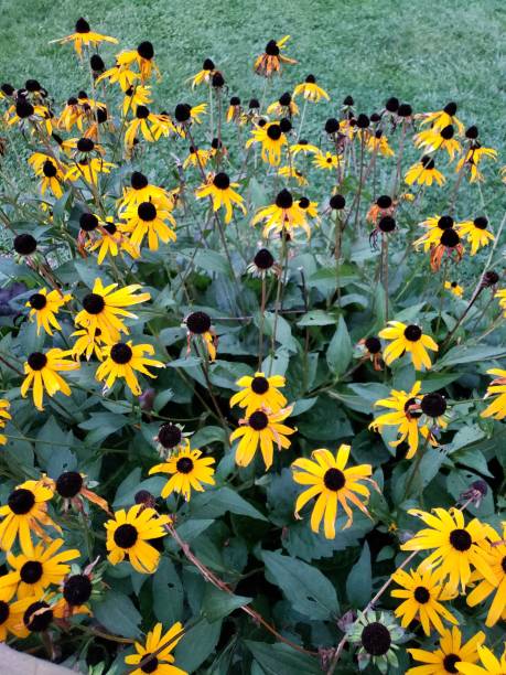 istock Beautiful yellow flowers . 1027868706