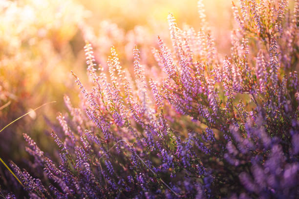 istock colorful heather at sunset 1027868754