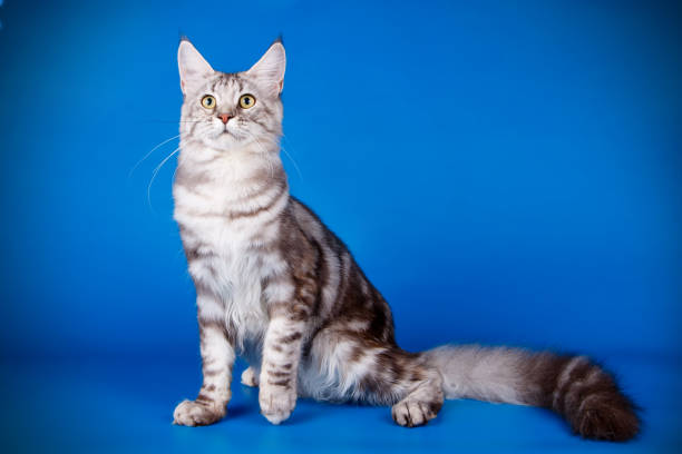istock Maine Coon red cat on colored backgrounds 1027868880