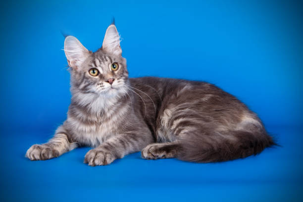 istock Maine Coon red cat on colored backgrounds 1027868882