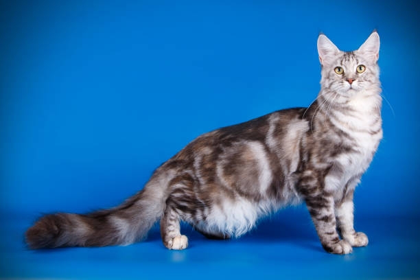 istock Maine Coon red cat on colored backgrounds 1027868886