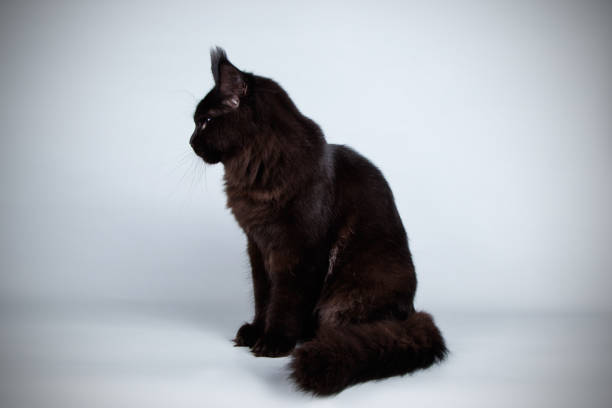 istock Maine Coon red cat on colored backgrounds 1027868930