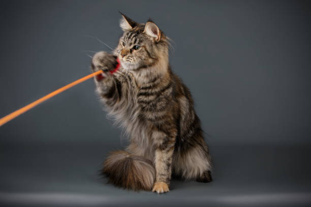 istock Maine Coon red cat on colored backgrounds 1027869040