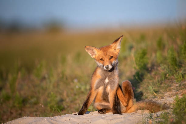 istock Little Red Fox near his hole in beautiful evening light 1027869222