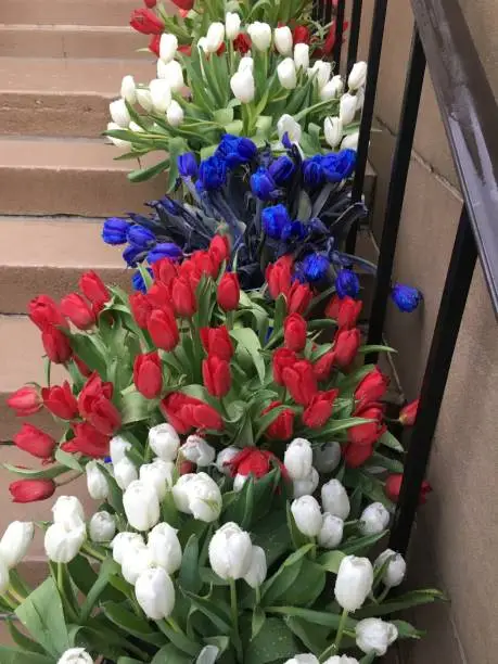Red, Whilte, and Blue Tulips on a series of steps