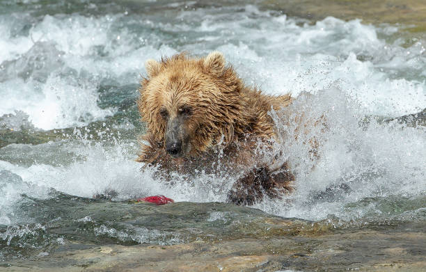 istock Brown Bear (Ursus Arctos) in river chasing sockeye salmon 1027875616