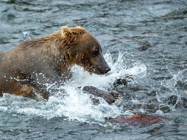istock Brown Bear (Ursus Arctos) in river chasing sockeye salmon 1027875766