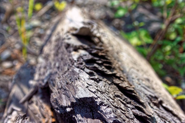 istock A close up of an old,weathered, fallen tree trunk 1027875906