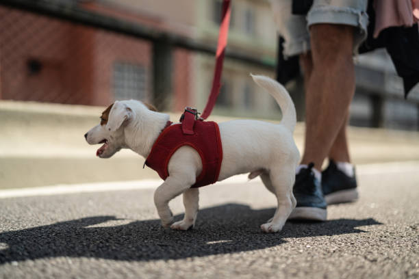 istock Dog walking in the city 1027876096