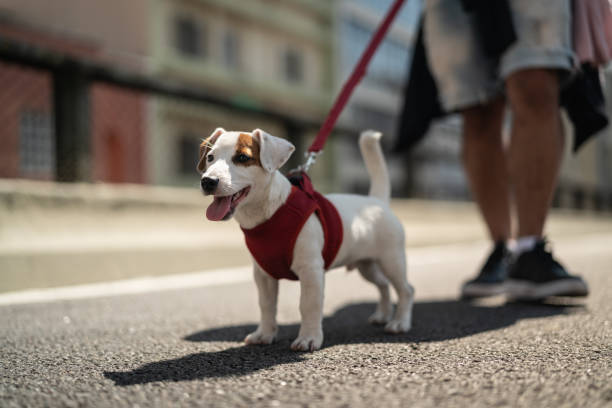 cane che cammina in città - guinzaglio foto e immagini stock