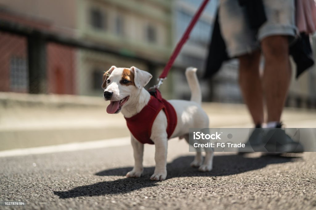 Dog walking in the city Pet Lovers Dog Stock Photo