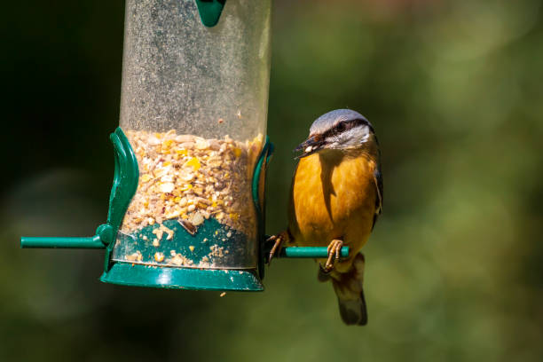 istock Eurasian or wood nuthatch bird (Sitta europaea) perched on a branch, foraging in a forest 1027876294