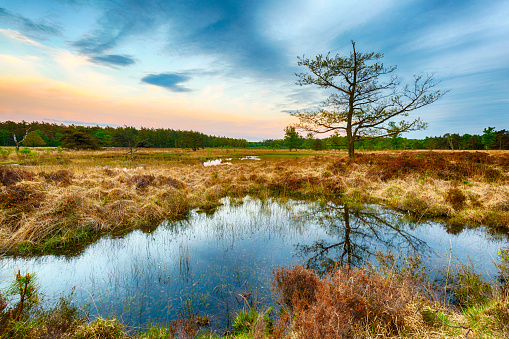 Tree with reflection in wetlands and moorland on the national park Groote Zand near Hooghalen Drenthe during sunset.