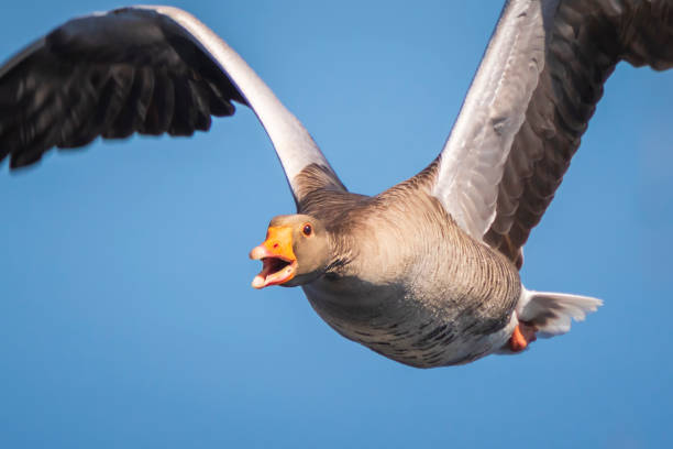 Closeup of a greylag goose (Anser Anser) imigrating Closeup of a greylag goose (Anser Anser) in flight against a blue sky greylag goose stock pictures, royalty-free photos & images
