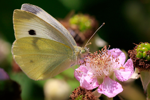 Closeup side view of a Pieris brassicae, the large white or cabbage butterfly pollinating on a flower.
