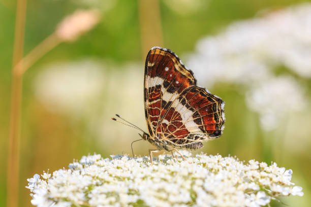 istock The map butterfly araschnia levana close-up portrait side view 1027876564