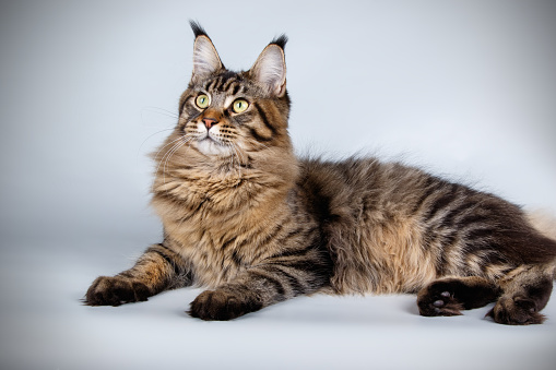 Maine Coon red cat on a gray background