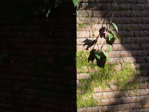 The yellow wall with bamboo shadows were taken with a camera.