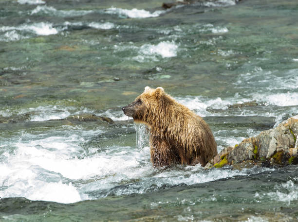 istock Portrait of Brown Bear (Ursus Arctos) in river 1027879560
