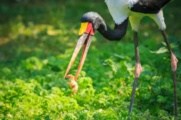Close up portrait of a colorful Saddle-billed stork Ephippiorhynchus senegalensis eating and feeding a small unhatched chick bird.