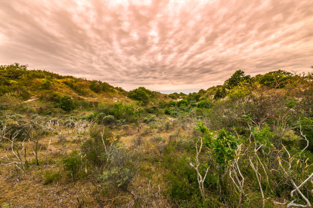 Landscape with dunes and wild nature during sunset in the national park Meijendel at the Dutch coast