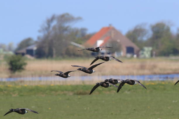 istock brent goose (Branta bernicla) Texel Holland 1027889636