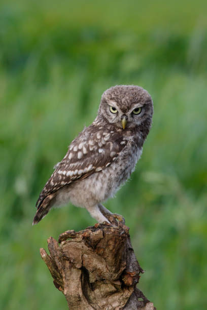 istock young little owl in the Netherlands 1027896150