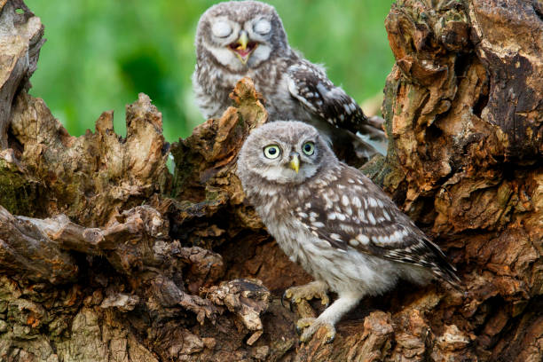 istock young little owl in the Netherlands 1027896154