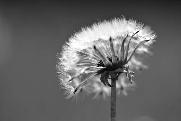 A black and white monochrome nature abstract image of a dandelion flower head with seeds ready to blow in the wind.