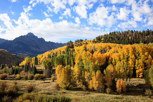 The ginkgo or maidenhair tree (Ginkgo biloba) has leaves that turn bright yellow in autumn. Discovered in China, it was once thought that the ginkgo tree was extinct, because it seemed to be found only as a fossil. Shown here are bright yellow autumn leaves against a dramatic, stormy, autumnal sky.