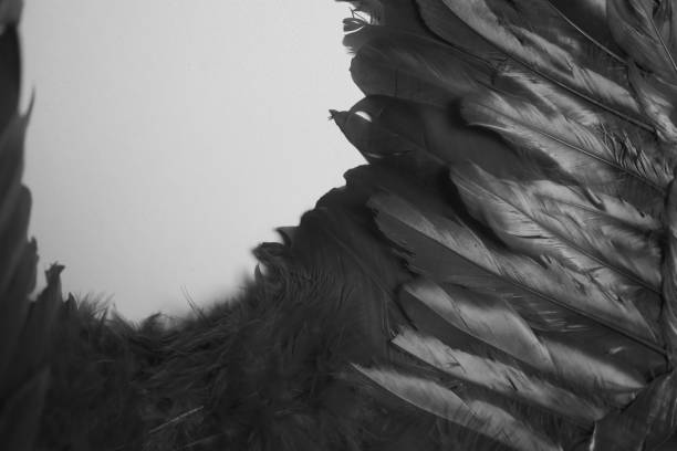 istock Black and white angel wings 1027932520