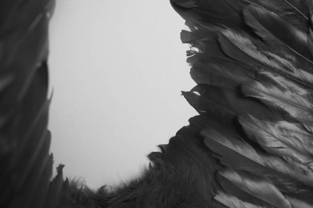 istock Black and white angel wings 1027932554