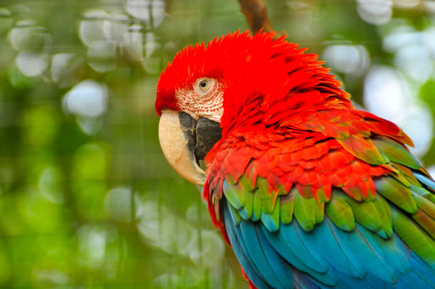 istock head of a macaw parrot 1027937862