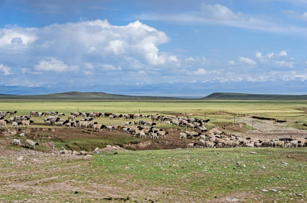 istock Sheeps in a meadow in the mountains 1027938196
